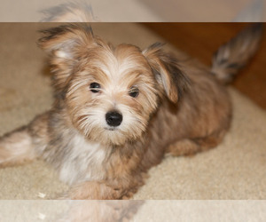 Morkie Puppy for sale in GLADSTONE, IL, USA