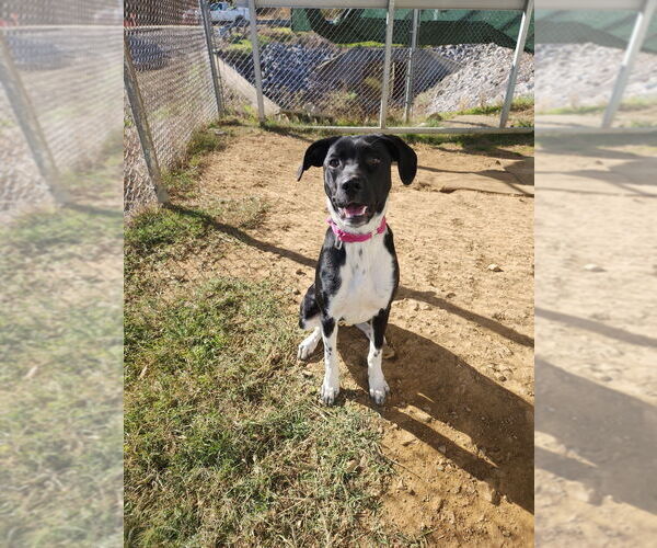 Medium Photo #2 Beagle-Unknown Mix Puppy For Sale in Evansville, IN, USA