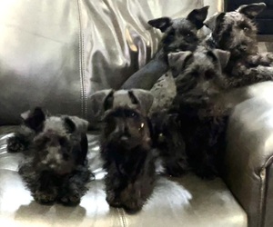 Schnauzer (Miniature) Litter for sale in SOMERVILLE, AL, USA