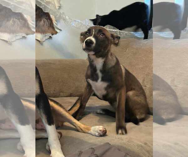 Medium Photo #3 American Staffordshire Terrier-Labrador Retriever Mix Puppy For Sale in Orange Grove, TX, USA