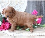 Small Photo #5 Cavapoo Puppy For Sale in JONES, MI, USA