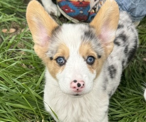 American Corgi Puppy for sale in HICO, TX, USA