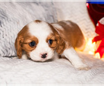 Small Photo #17 Cavalier King Charles Spaniel Puppy For Sale in WAKARUSA, IN, USA