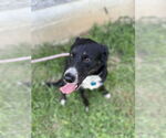 Small #1 Collie Mix