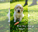 Small #11 Goldendoodle