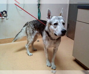 Siberian Husky-Unknown Mix Dogs for adoption in Martinez, CA, USA