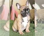 Small Photo #1 French Bulldog Puppy For Sale in SACRAMENTO, CA, USA