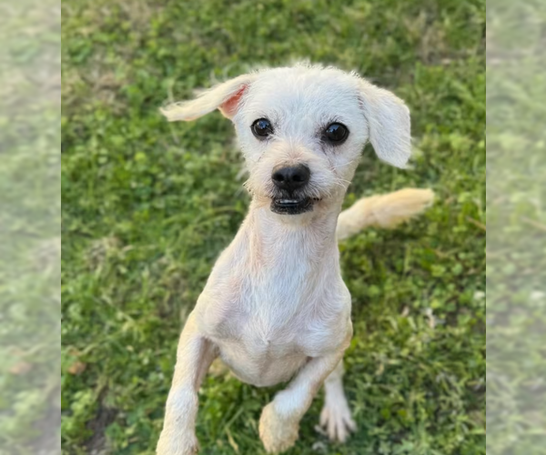 Medium Photo #4 Poodle (Miniature)-Unknown Mix Puppy For Sale in Cranston, RI, USA