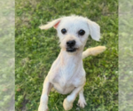 Small #3 Poodle (Miniature) Mix