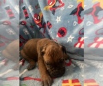 Puppy Puppy 2 Cane Corso