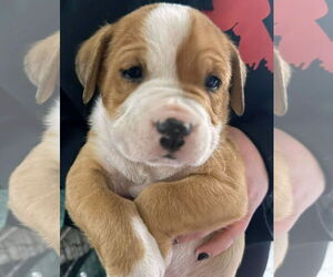 Mutt Dogs for adoption in Forest, VA, USA