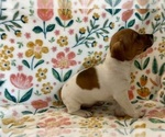 Small Photo #18 Jack Russell Terrier Puppy For Sale in FORT PIERCE, FL, USA
