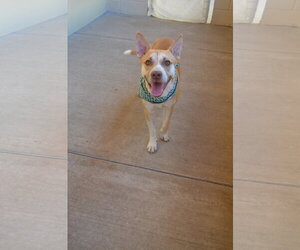 Jason Vorhees - Male American Pit Bull Terrier-Unknown Mix Dog for Adoption - Photo #3