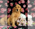 Small Photo #7 Golden Retriever Puppy For Sale in CHRISTIANA, PA, USA