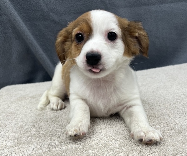 Medium Photo #6 Chiweenie Puppy For Sale in SAINT AUGUSTINE, FL, USA