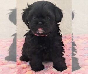 Shih Tzu-Shorkie Tzu Mix Puppy for sale in ELIZABETH, CO, USA