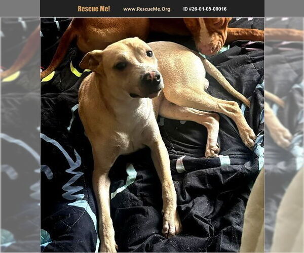 Medium Photo #1 American Pit Bull Terrier-Greyhound Mix Puppy For Sale in Benton, PA, USA