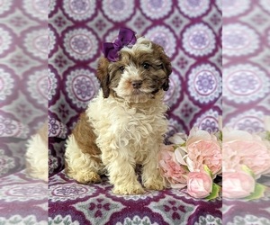 Cock-A-Poo-Poodle (Toy) Mix Puppy for sale in ELKTON, MD, USA