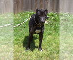 Small #1 Mutt