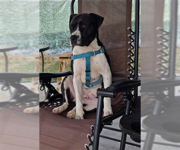 Medium Photo #2 Labrador Retriever-Unknown Mix Puppy For Sale in Sacramento, CA, USA