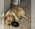 Small Photo #4 Golden Retriever Puppy For Sale in Decatur, GA, USA