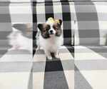 Puppy Sable Paperanian