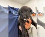 Small German Shepherd Dog-Plott Hound Mix