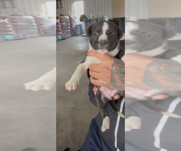 Medium Photo #4 Shepradors Puppy For Sale in Princeton, MN, USA