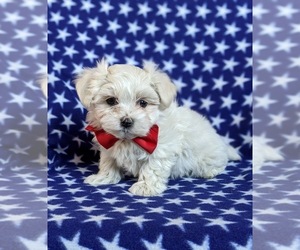 Maltese Puppy for sale in NOTTINGHAM, PA, USA