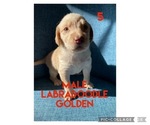 Puppy 6 Labradoodle