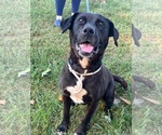 Small #2 Labrador Retriever Mix