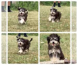 Maltese-Miniature Australian Shepherd Mix Puppy for sale in MENTONE, IN, USA