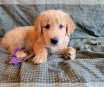 Small Photo #4 Goberian Puppy For Sale in APPLE VALLEY, CA, USA
