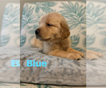 Puppy Puppy 5 Golden Retriever