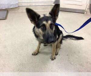 German Shepherd Dog Dogs for adoption in Riverside, CA, USA