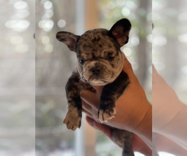 Medium Photo #2 French Bulldog Puppy For Sale in TACOMA, WA, USA