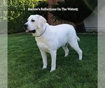 Small Photo #14 Labrador Retriever Puppy For Sale in COARSEGOLD, CA, USA
