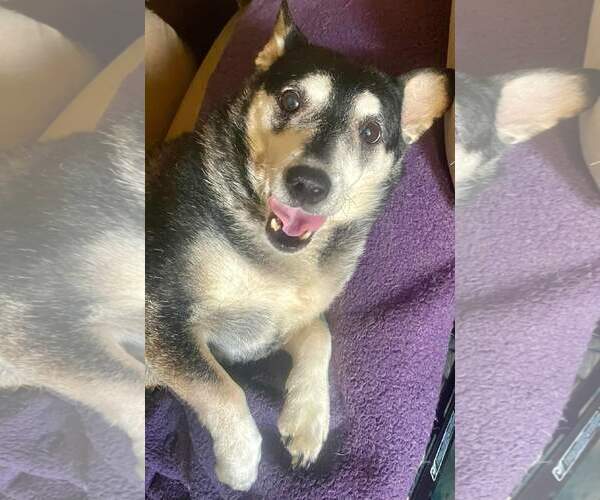 Medium Photo #5 Mutt Puppy For Sale in Marine City, MI, USA