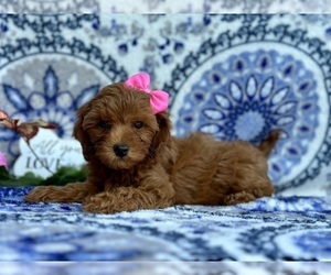Cavapoo Puppy for sale in LANCASTER, PA, USA