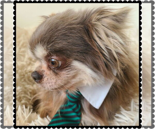 Medium Photo #2 Chihuahua-Unknown Mix Puppy For Sale in Princeton, MN, USA