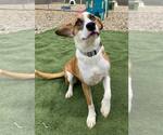 Small #2 Basset Hound Mix