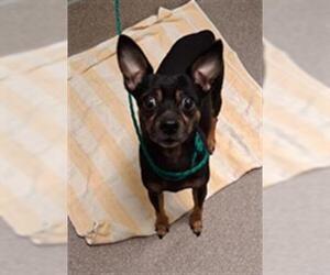 Chihuahua-Unknown Mix Dogs for adoption in Las Vegas, NV, USA
