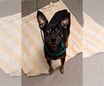 Small Chihuahua Mix