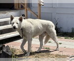 Small Gerberian Shepsky