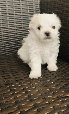 Maltese-Maltipoo Mix Puppy for sale in MIDLAND, TX, USA