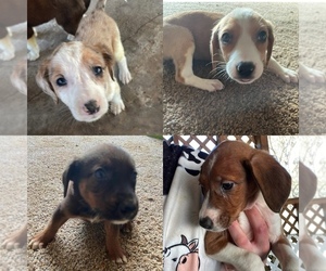 Australian Shepherd-Redbone Coonhound Mix Puppy for sale in ELLABELL, GA, USA