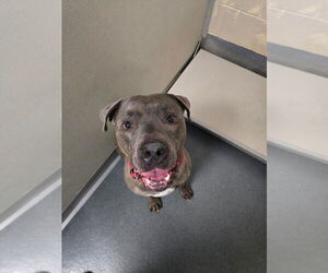 Mutt Dogs for adoption in Glen Allen, VA, USA