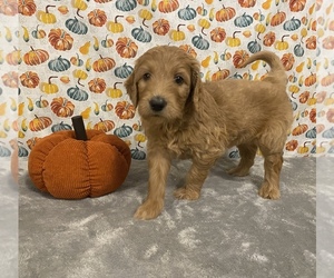 Goldendoodle Puppy for sale in DELAWARE, OH, USA