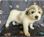 Small Great Pyrenees