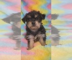 Small Photo #43 Yorkshire Terrier Puppy For Sale in AKRON, OH, USA